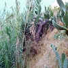 Plants: image 56 Of 208 Thumb